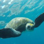 1 kayaking snorkeling with turtles Kayaking Snorkeling With Turtles