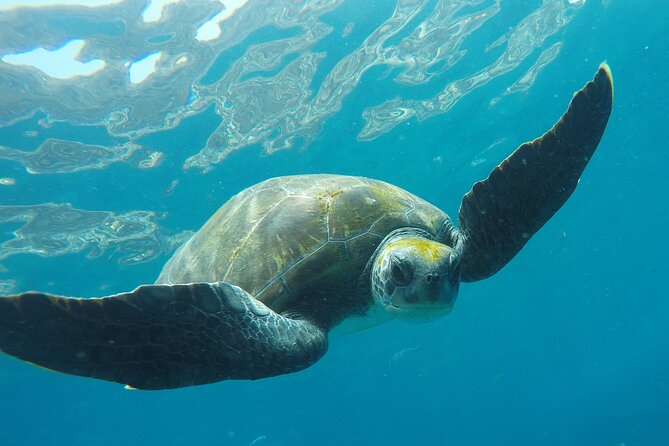 Kayaking Snorkeling With Turtles
