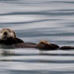 kenai-fjords-and-resurrection-bay-half-day-wildlife-cruise-tour-inclusions