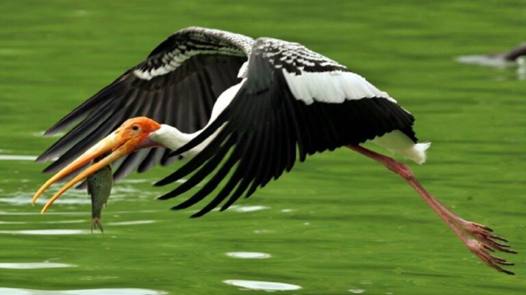Keoladeo Bird Park Tour With One Way Transfer Jaipur to Agra