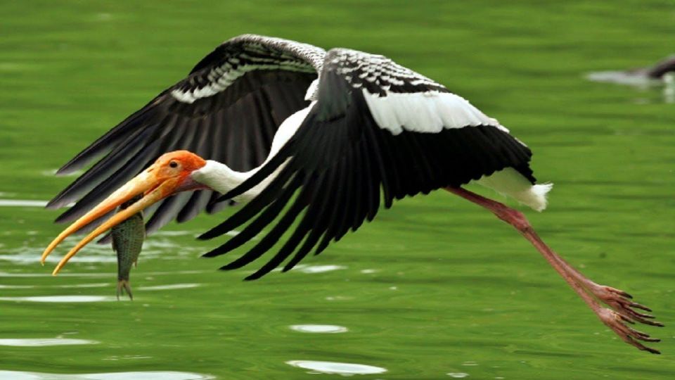 1 keoladeo bird park tour with one way transfer jaipur to agra Keoladeo Bird Park Tour With One Way Transfer Jaipur to Agra