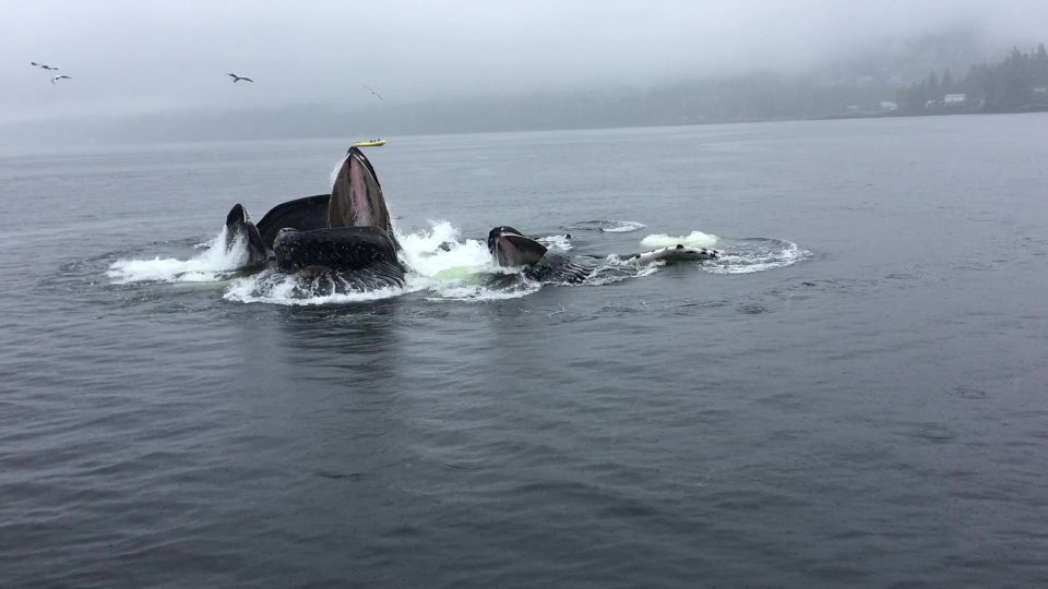 Ketchikan: Marine Wildlife and Whale Watching Boat Tour