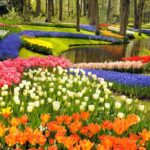 1 keukenhof gardens tulip experience guided tour from amsterdam Keukenhof Gardens & Tulip Experience Guided Tour From Amsterdam