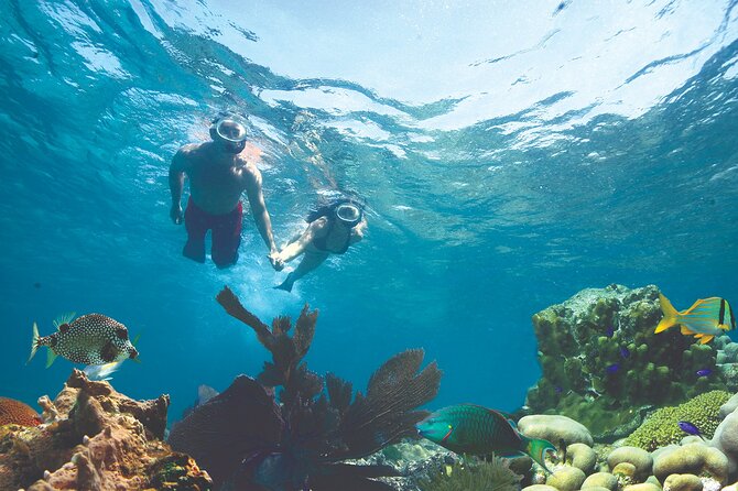 1 key west double dip two reef snorkeling adventure with drinks Key West Double-Dip: Two Reef Snorkeling Adventure With Drinks
