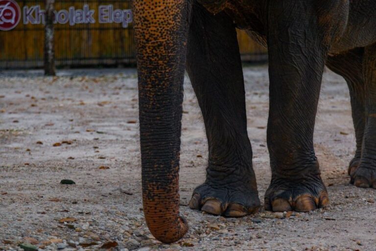 Khao Lak: 2-Hour Elephant Sanctuary Eco-Walk With Guided