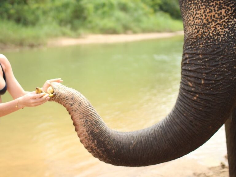 Khao Lak: Elephant Bathing and Feeding Tour