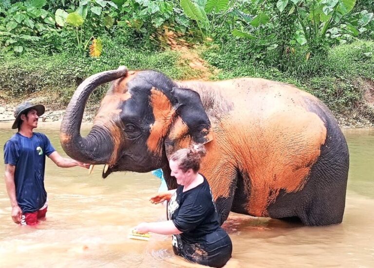 Khao Lak: Elephant Sanctuary Guided Tour