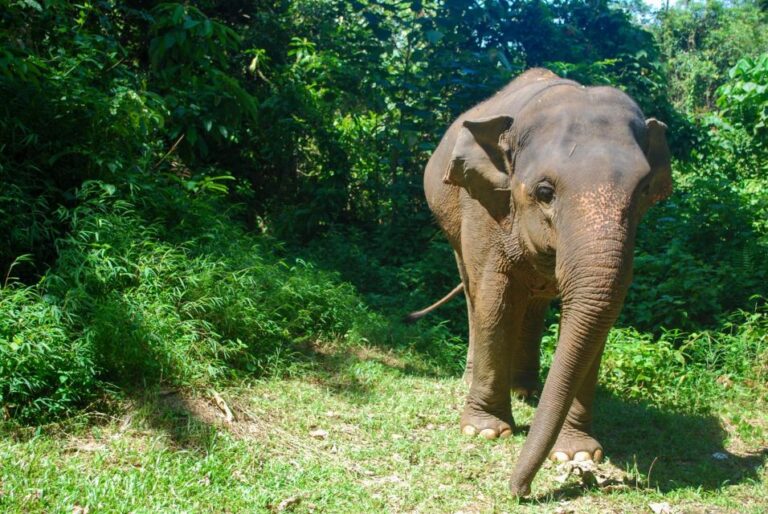 Khao Lak: Ethical Elephant Sanctuary Experience