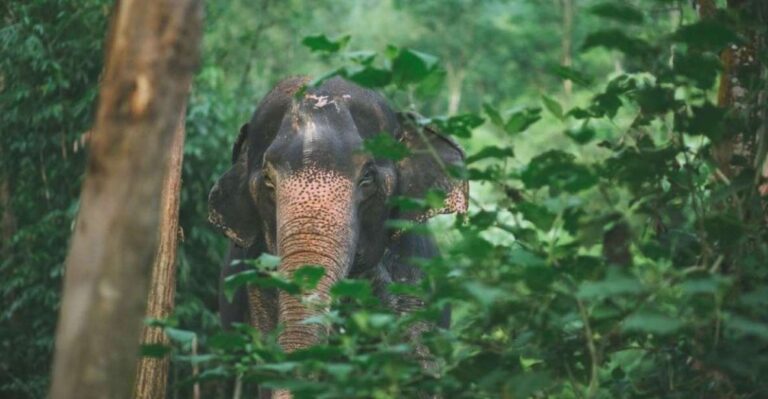 Khao Lak: Unique Dawn Ethical Elephant Sanctuary Experience