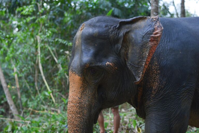 Khaolak Ethical Elephant Sanctuary Overnight Program