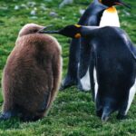 1 king penguin tierra del fuego tour King Penguin & Tierra Del Fuego Tour