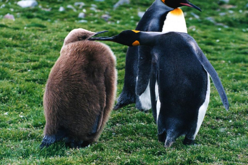 1 king penguin tierra del fuego tour King Penguin & Tierra Del Fuego Tour