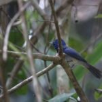 1 kitulgala private guided bird watching and trekking tour Kitulgala: Private Guided Bird Watching and Trekking Tour