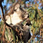 1 koala walking tour in kangaroo island Koala Walking Tour in Kangaroo Island