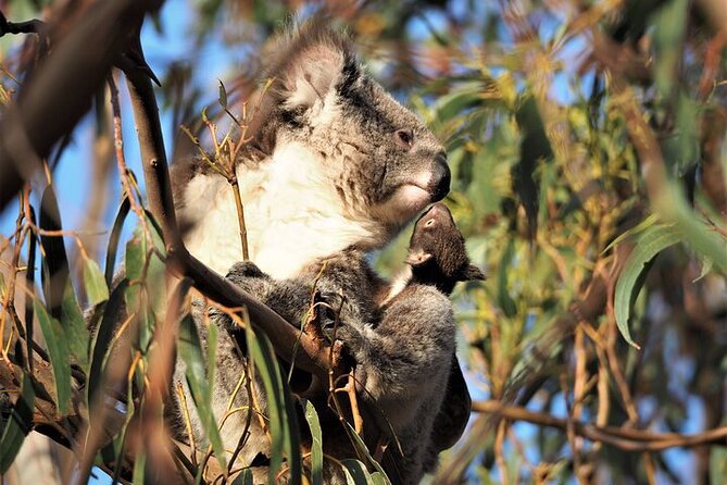 Koala Walking Tour in Kangaroo Island