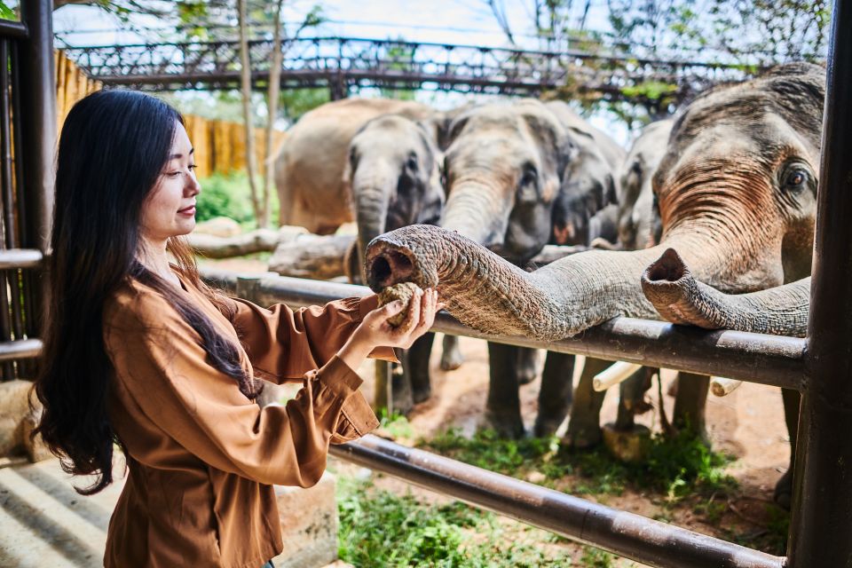 1 koh samui elephant kingdom sanctuary half day tour Koh Samui: Elephant Kingdom Sanctuary Half-Day Tour