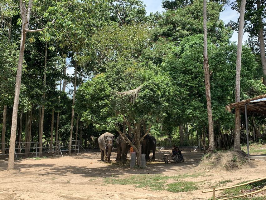 1 koh samui ethical elephant sanctuary tour with buffet lunch Koh Samui: Ethical Elephant Sanctuary Tour With Buffet Lunch