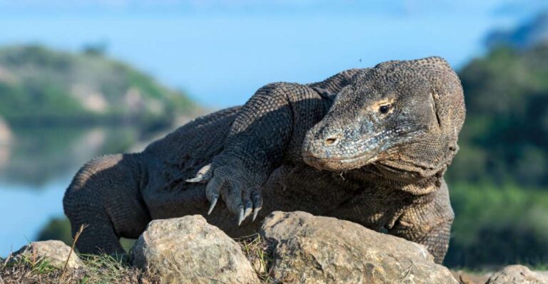 Komodo: 4-Day Private Tour With Overnight Boat and Hotel