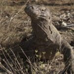 1 komodo island private 3 day tour with boat hotel stay Komodo Island: Private 3-Day Tour With Boat & Hotel Stay