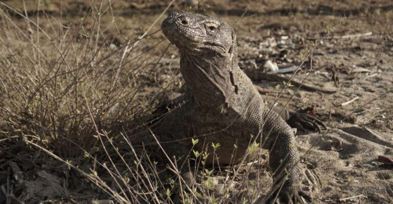 Komodo Island: Private 3-Day Tour With Boat & Hotel Stay