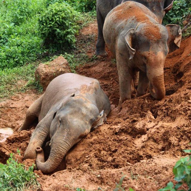 Krabi: Ethical Elephant Sanctuary Experience - Elephant Interaction Activities