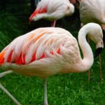 1 krakow zoo tour with private transport and tickets Krakow: Zoo Tour With Private Transport and Tickets
