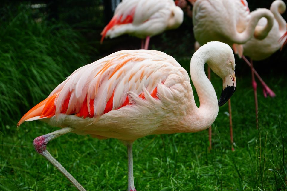 1 krakow zoo tour with private transport and tickets Krakow: Zoo Tour With Private Transport and Tickets