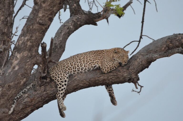 Kruger Morning Game Drive From Marloth Park & Komatipoort