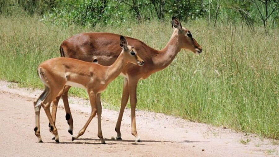 Kruger National Park 2 Days