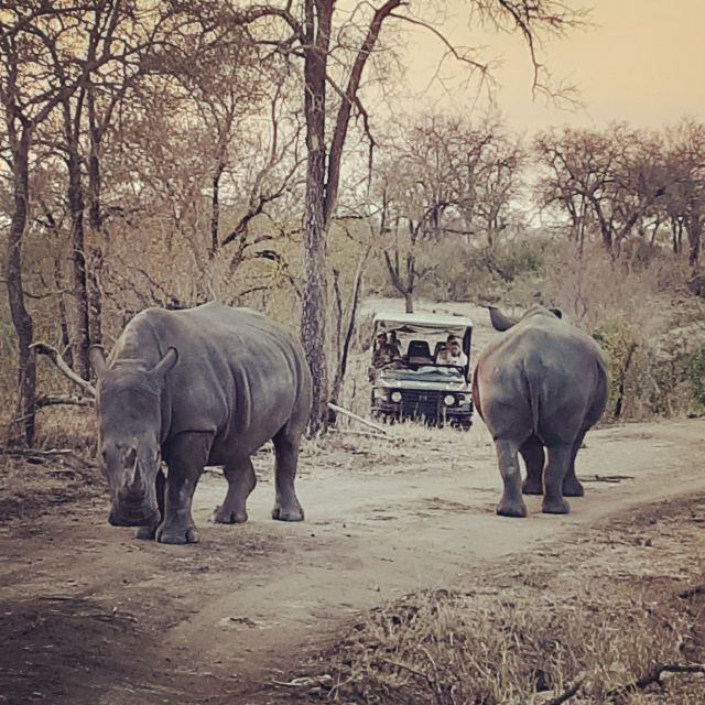 Kruger National Park Afternoon Safari