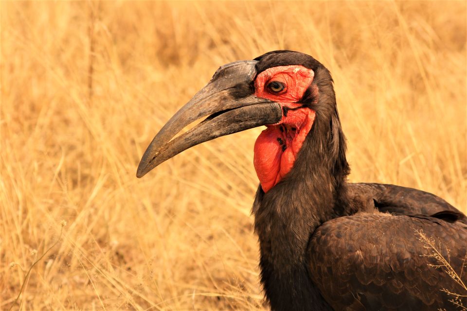 1 kruger national park afternoon safari Kruger National Park Afternoon Safari