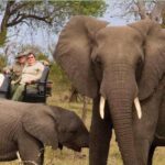 1 kruger national park big 5 tour 4 days from johannesburg Kruger National Park Big 5 Tour - 4 Days From Johannesburg