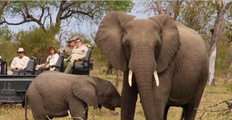 Kruger National Park Big 5 Tour – 4 Days From Johannesburg