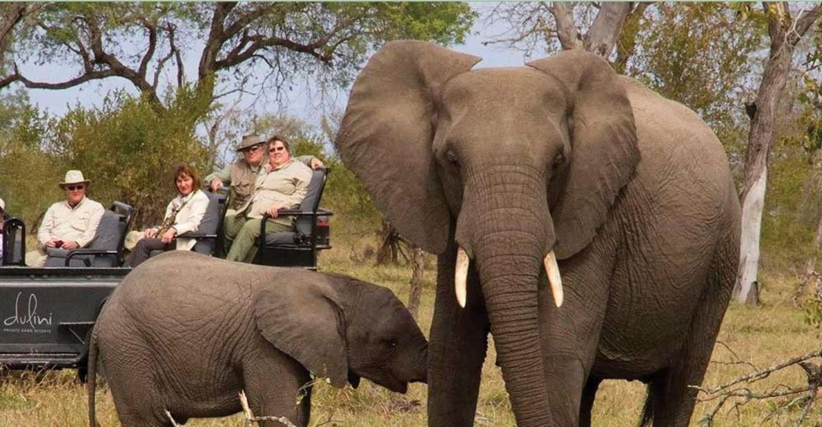 1 kruger national park big 5 tour 4 days from johannesburg Kruger National Park Big 5 Tour - 4 Days From Johannesburg