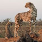 1 kruger national park full day game drive with pickup Kruger National Park: Full-Day Game Drive With Pickup