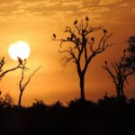 1 kruger national park wildlife watching safari Kruger National Park: Wildlife-Watching Safari