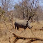 1 kruger park safari from maputo Kruger Park Safari From Maputo