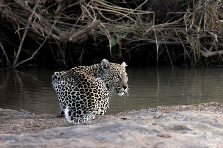 Kruger Safari Tour: Morning Half Day