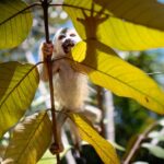 1 kstr re wilding center manuel antonio sloth primate park KSTR Re-Wilding Center Manuel Antonio (Sloth/Primate Park)
