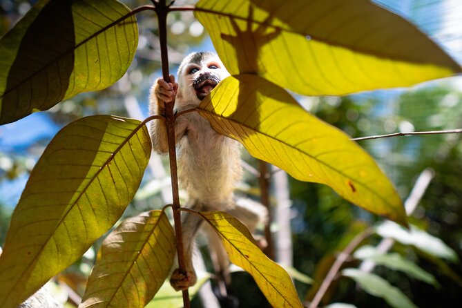 KSTR Re-Wilding Center Manuel Antonio (Sloth/Primate Park)