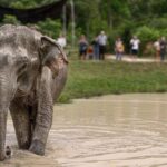 1 kulen elephant forest and tonle sap lake with special option Kulen Elephant Forest and Tonle Sap Lake With Special Option