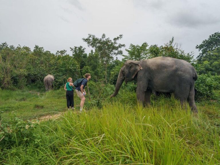 Kulen Elephant Forest Tour With Hotel Pick-Up & Drop off