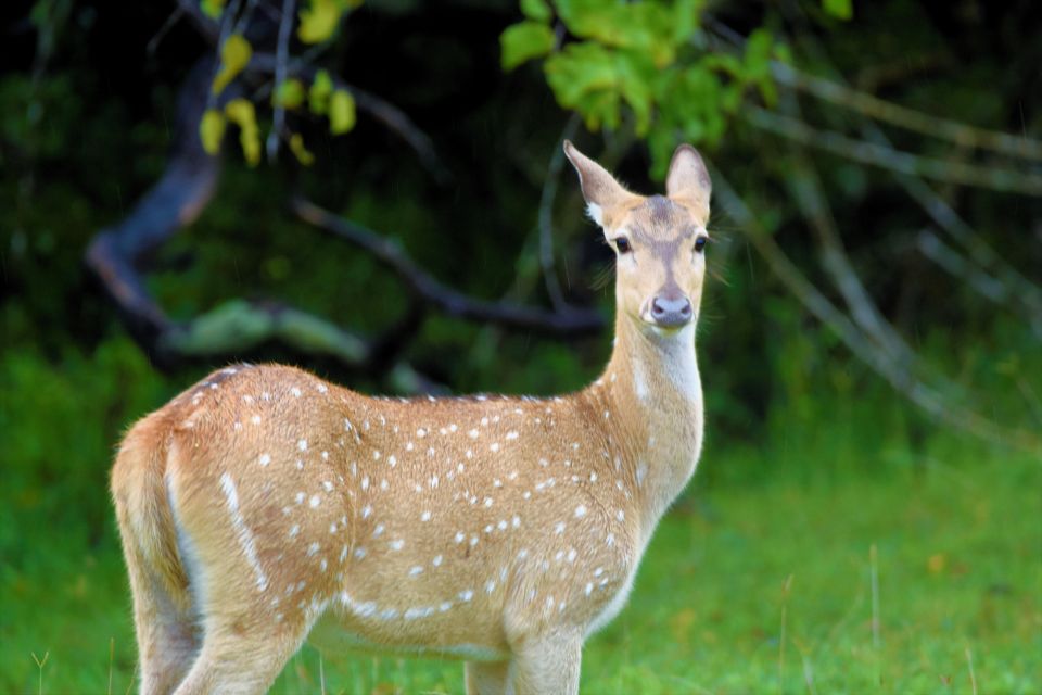 1 kumana national park half day jeep safari Kumana National Park Half Day Jeep Safari