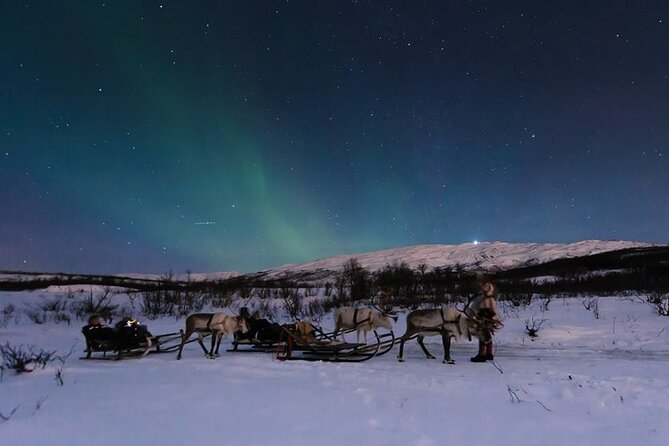 Kvaloya Northern Lights Tour, Reindeer Sledding From Tromso (Mar )