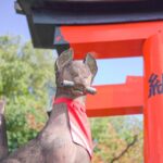 1 kyoto 3 hour fushimi inari shrine hidden hiking tour Kyoto: 3-Hour Fushimi Inari Shrine Hidden Hiking Tour