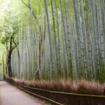 1 kyoto arashiyama best spots 4h private tour with licensed guide Kyoto Arashiyama Best Spots 4h Private Tour With Licensed Guide