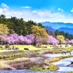1 kyoto cherry blossom highlights and pontocho 1 day tour Kyoto: Cherry Blossom Highlights and Pontocho 1-Day Tour