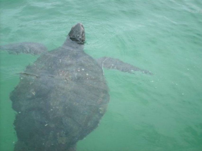 La Jolla Underwater Park: Kayak and Snorkel Tour