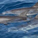 1 la palma dolphin and whale cruise La Palma Dolphin and Whale Cruise