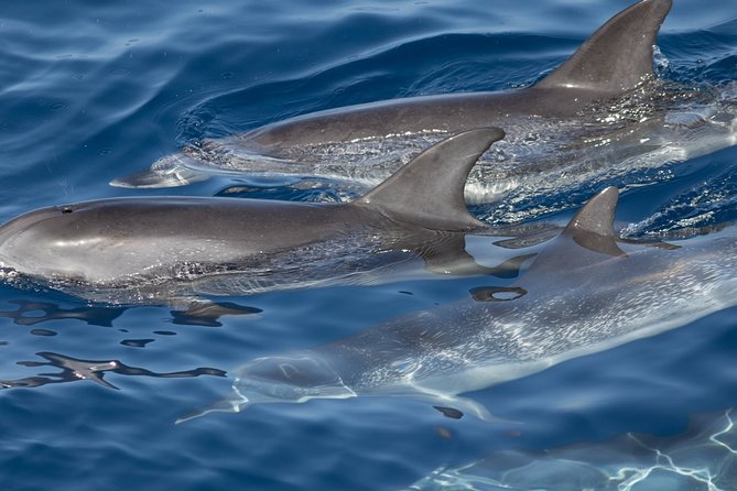 La Palma Dolphin and Whale Cruise